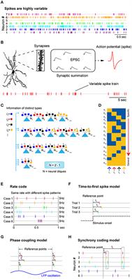 Neural Code—Neural Self-information Theory on How Cell-Assembly Code Rises from Spike Time and Neuronal Variability